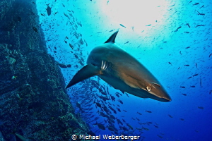 Silvertip in a hurry by Michael Weberberger 